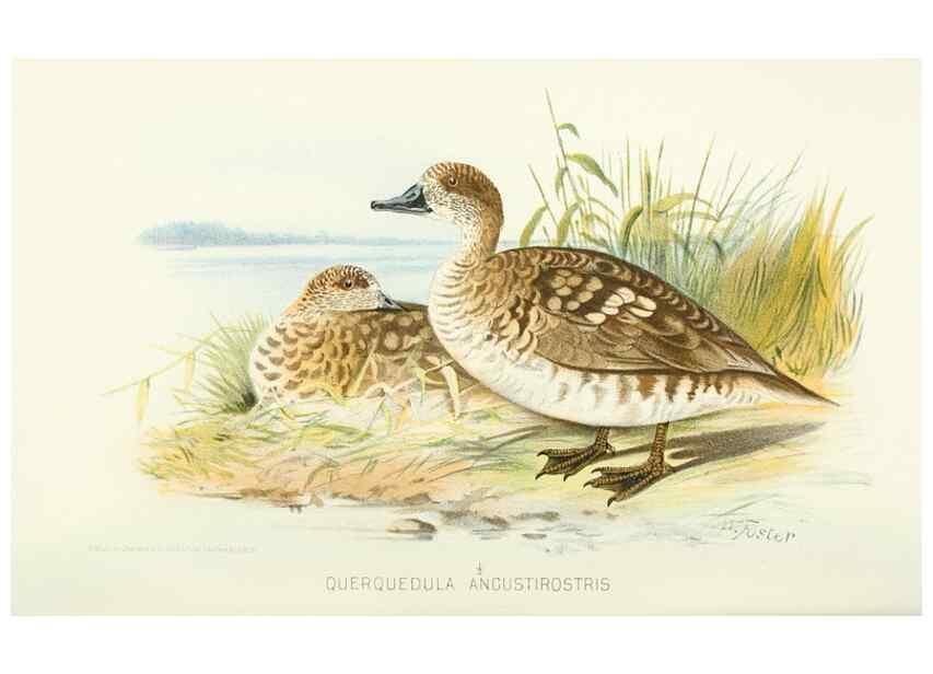 Reproducción/Reproduction 49786021892: Indian sporting birds /. London :Francis Edwards,1915.. 