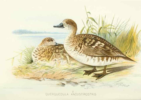 Reproducción/Reproduction 49786021892: Indian sporting birds /. London :Francis Edwards,1915.. 