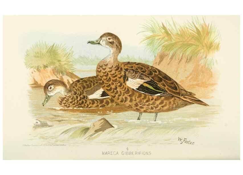 Reproducción/Reproduction 49785163973: Indian sporting birds /. London :Francis Edwards,1915.. 