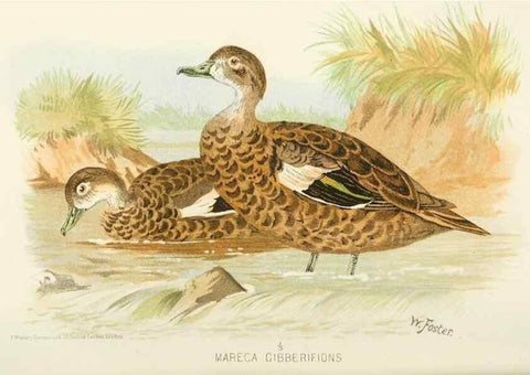 Reproducción/Reproduction 49785163973: Indian sporting birds /. London :Francis Edwards,1915.. 