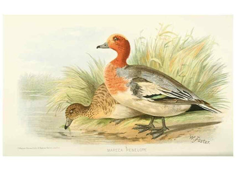 Reproducción/Reproduction 49785700711: Indian sporting birds /. London :Francis Edwards,1915.. 