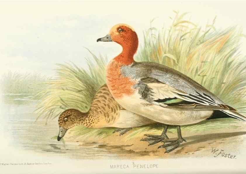 Reproducción/Reproduction 49785700711: Indian sporting birds /. London :Francis Edwards,1915.. 