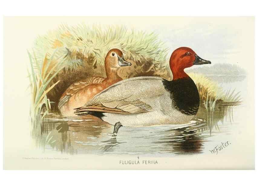 Reproducción/Reproduction 49786023202: Indian sporting birds /. London :Francis Edwards,1915.. 