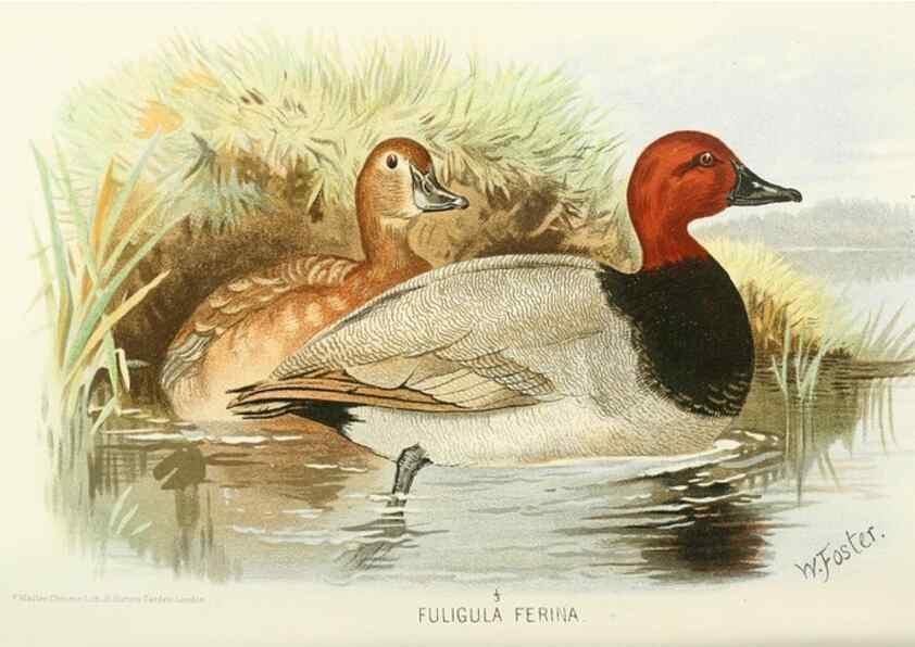 Reproducción/Reproduction 49786023202: Indian sporting birds /. London :Francis Edwards,1915.. 