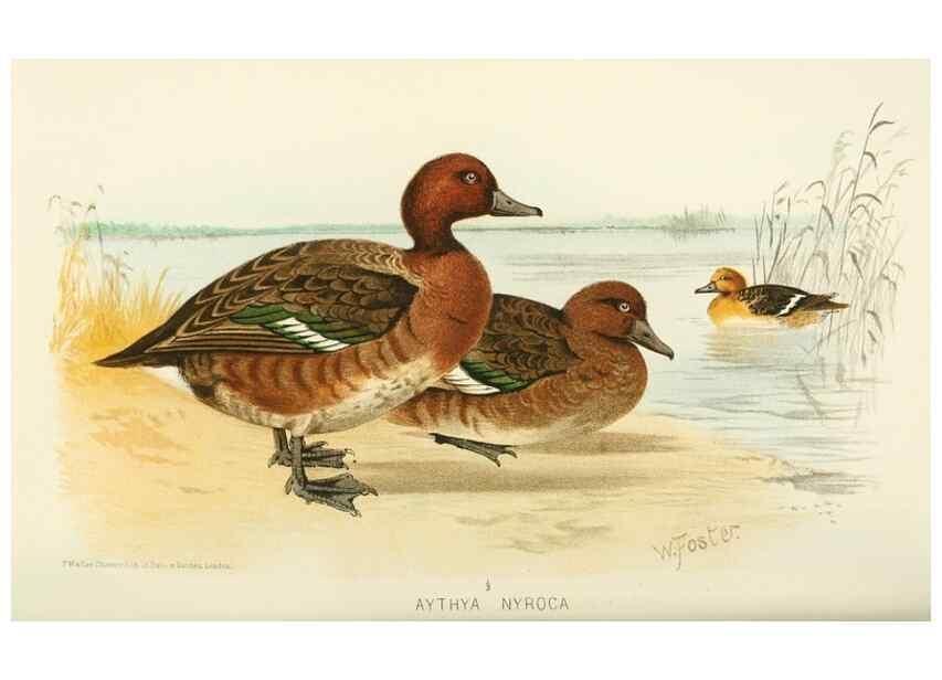 Reproducción/Reproduction 49785701551: Indian sporting birds /. London :Francis Edwards,1915.. 