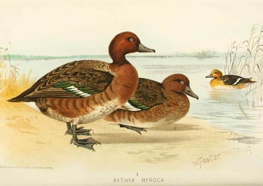 Reproducción/Reproduction 49785701551: Indian sporting birds /. London :Francis Edwards,1915.. 