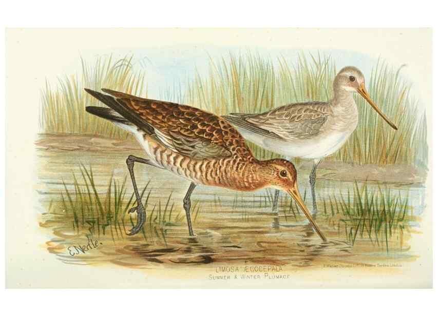 Reproducción/Reproduction 49785179083: Indian sporting birds /. London :Francis Edwards,1915.. 