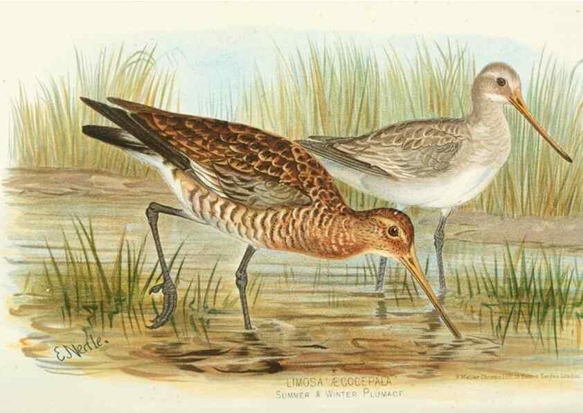 Reproducción/Reproduction 49785179083: Indian sporting birds /. London :Francis Edwards,1915.. 