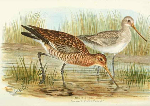 Reproducción/Reproduction 49785179083: Indian sporting birds /. London :Francis Edwards,1915.. 