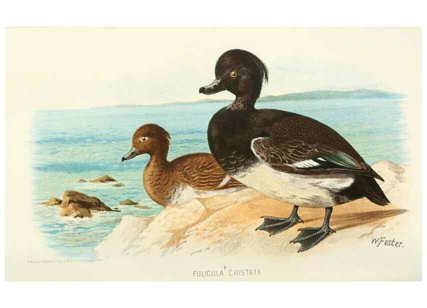 Reproducción/Reproduction 49786024167: Indian sporting birds /. London :Francis Edwards,1915.. 