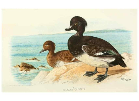Reproducción/Reproduction 49786024167: Indian sporting birds /. London :Francis Edwards,1915.. 