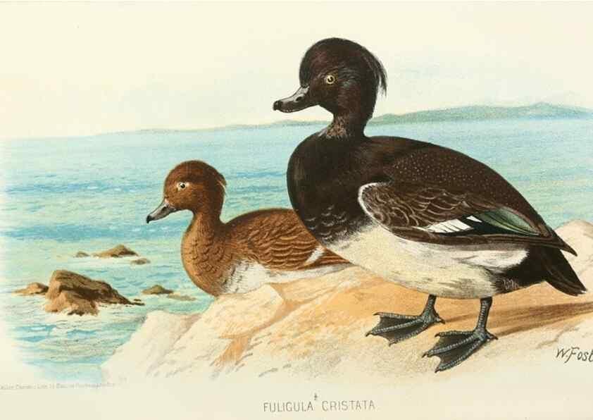 Reproducción/Reproduction 49786024167: Indian sporting birds /. London :Francis Edwards,1915.. 