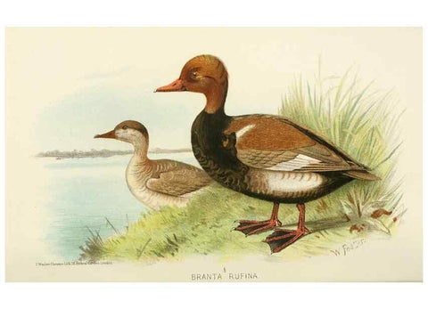 Reproducción/Reproduction 49786025002: Indian sporting birds /. London :Francis Edwards,1915.. 