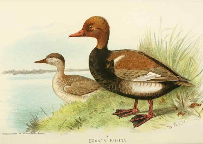 Reproducción/Reproduction 49786025002: Indian sporting birds /. London :Francis Edwards,1915.. 
