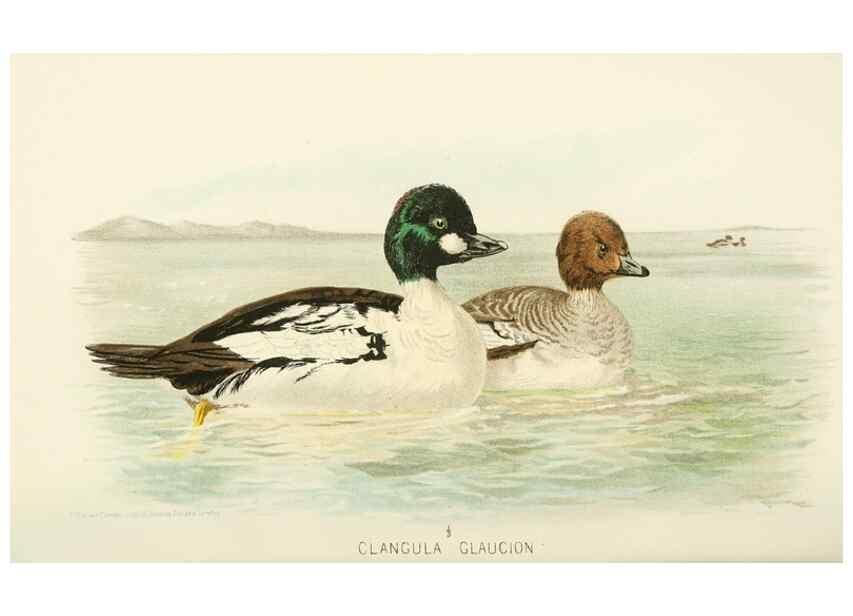 Reproducción/Reproduction 49785703171: Indian sporting birds /. London :Francis Edwards,1915.. 