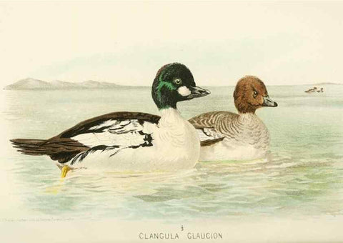 Reproducción/Reproduction 49785703171: Indian sporting birds /. London :Francis Edwards,1915.. 
