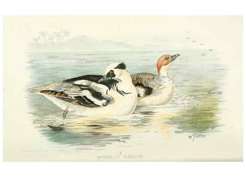 Reproducción/Reproduction 49785703546: Indian sporting birds /. London :Francis Edwards,1915.. 