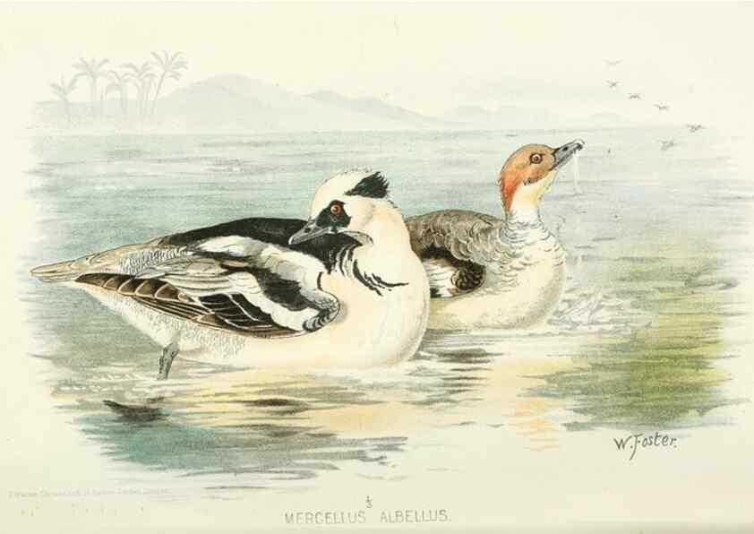 Reproducción/Reproduction 49785703546: Indian sporting birds /. London :Francis Edwards,1915.. 