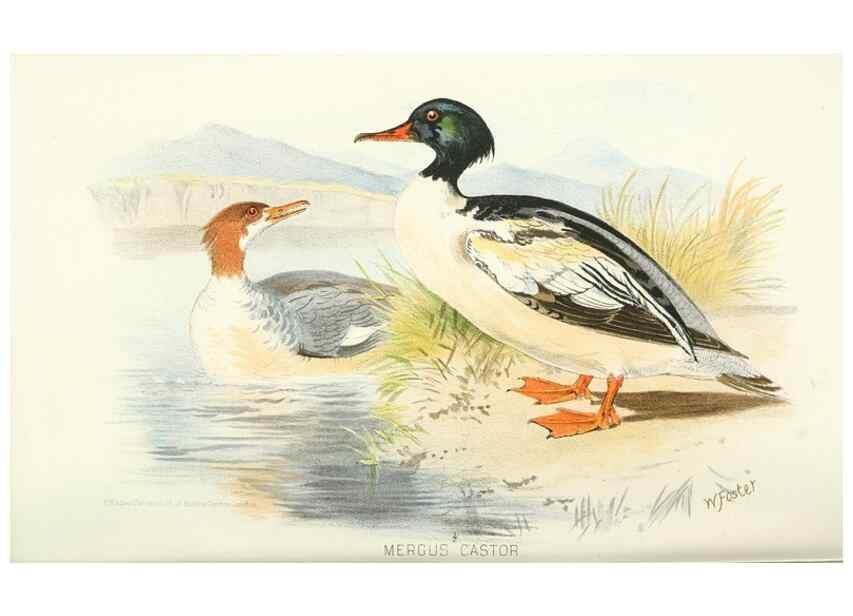 Reproducción/Reproduction 49786026012: Indian sporting birds /. London :Francis Edwards,1915.. 