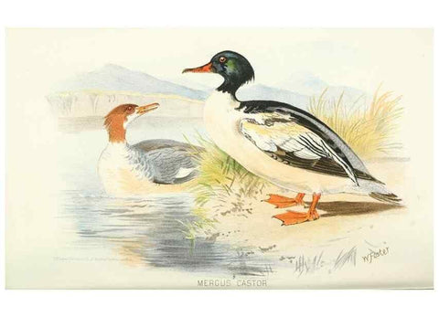 Reproducción/Reproduction 49786026012: Indian sporting birds /. London :Francis Edwards,1915.. 