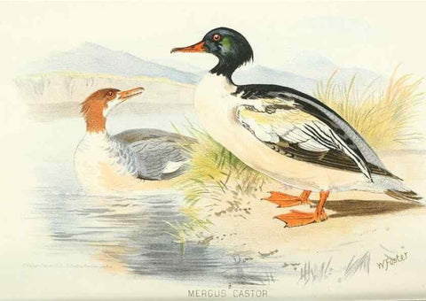 Reproducción/Reproduction 49786026012: Indian sporting birds /. London :Francis Edwards,1915.. 