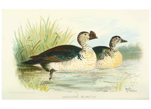 Reproducción/Reproduction 49785168303: Indian sporting birds /. London :Francis Edwards,1915.. 