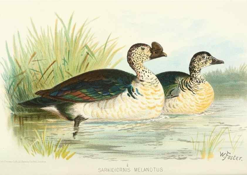 Reproducción/Reproduction 49785168303: Indian sporting birds /. London :Francis Edwards,1915.. 