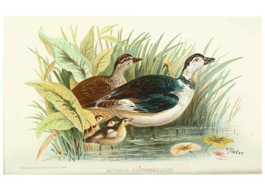Reproducción/Reproduction 49785704761: Indian sporting birds /. London :Francis Edwards,1915.. 