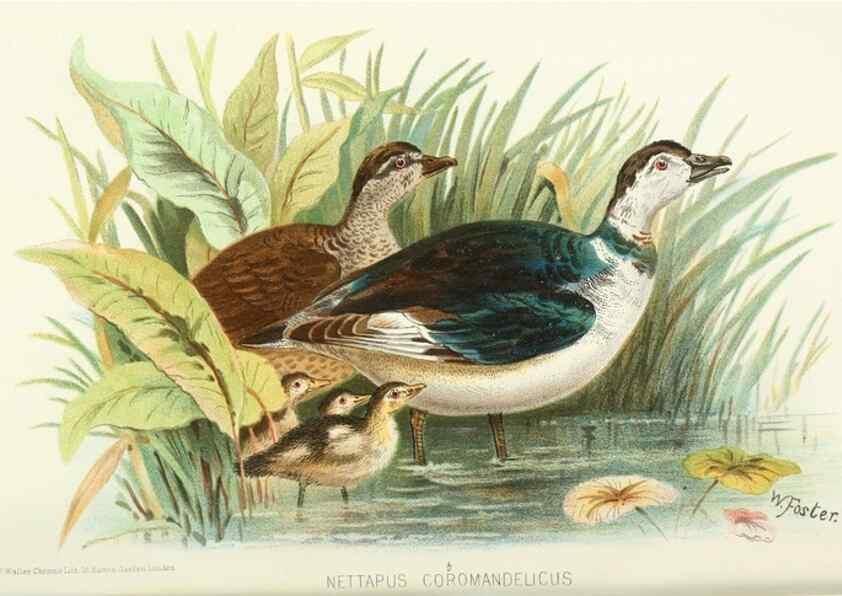 Reproducción/Reproduction 49785704761: Indian sporting birds /. London :Francis Edwards,1915.. 