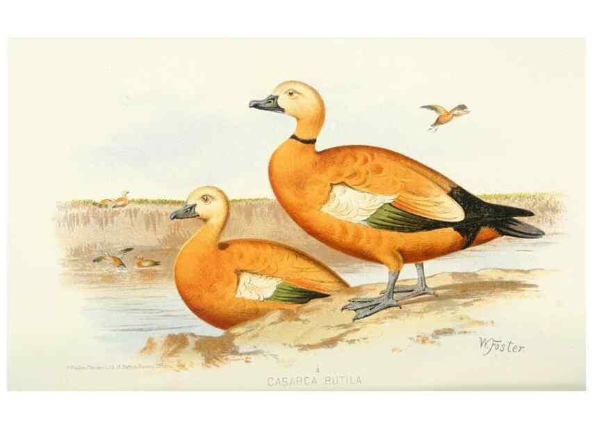 Reproducción/Reproduction 49785169198: Indian sporting birds /. London :Francis Edwards,1915.. 