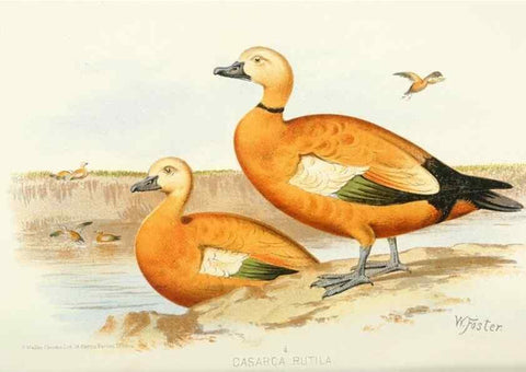 Reproducción/Reproduction 49785169198: Indian sporting birds /. London :Francis Edwards,1915.. 