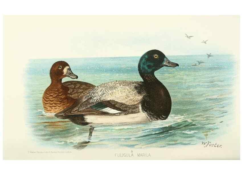 Reproducción/Reproduction 49785702321: Indian sporting birds /. London :Francis Edwards,1915.. 