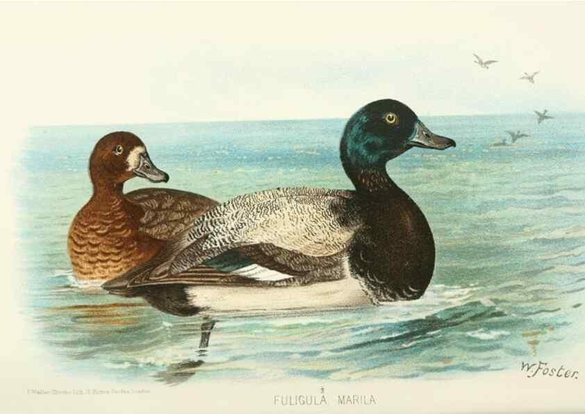 Reproducción/Reproduction 49785702321: Indian sporting birds /. London :Francis Edwards,1915.. 