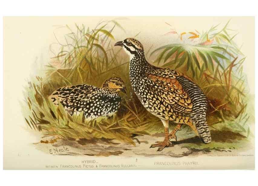 Reproducción/Reproduction 49786057672: Indian sporting birds /. London :Francis Edwards,1915.. 