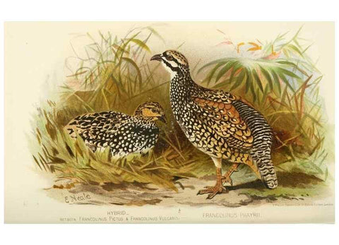 Reproducción/Reproduction 49786057672: Indian sporting birds /. London :Francis Edwards,1915.. 