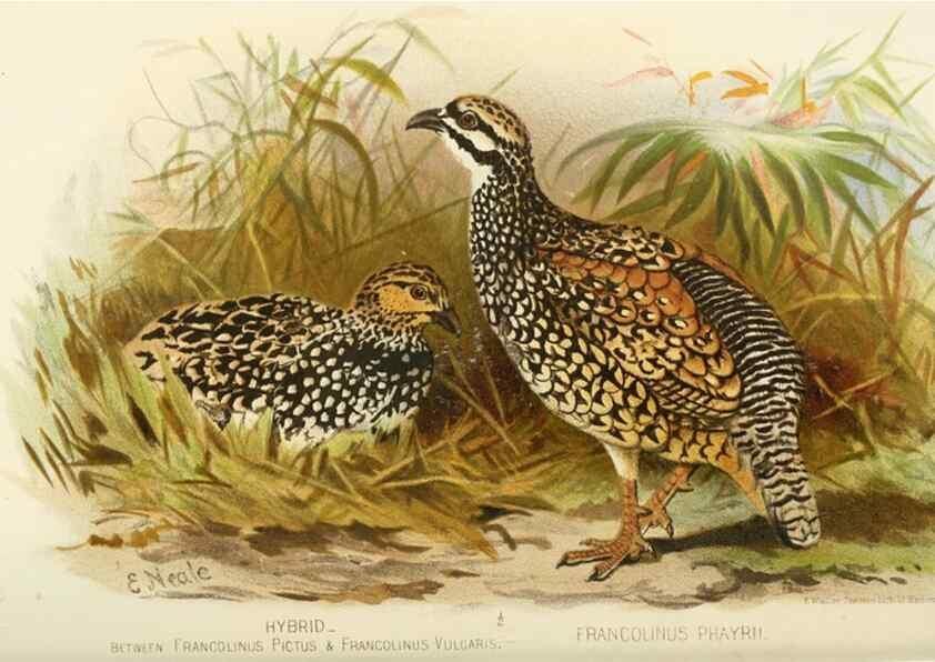Reproducción/Reproduction 49786057672: Indian sporting birds /. London :Francis Edwards,1915.. 