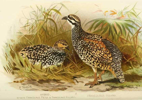 Reproducción/Reproduction 49786057672: Indian sporting birds /. London :Francis Edwards,1915.. 