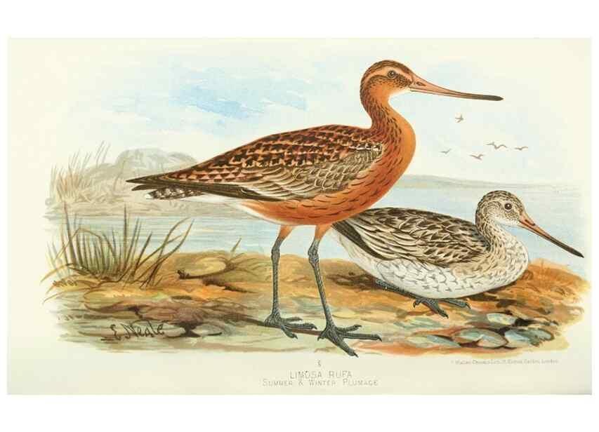 Reproducción/Reproduction 49785715766: Indian sporting birds /. London :Francis Edwards,1915.. 