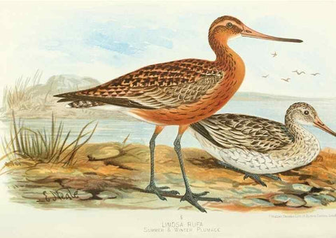 Reproducción/Reproduction 49785715766: Indian sporting birds /. London :Francis Edwards,1915.. 
