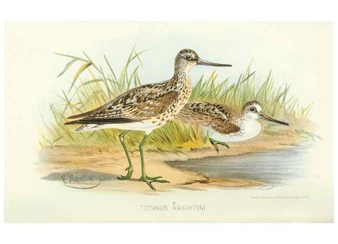 Reproducción/Reproduction 49785716846: Indian sporting birds /. London :Francis Edwards,1915.. 