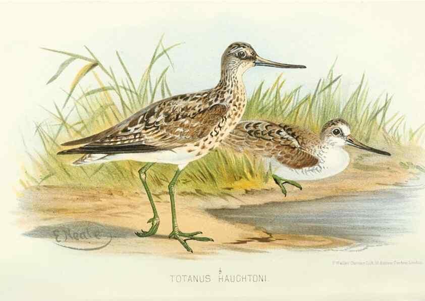 Reproducción/Reproduction 49785716846: Indian sporting birds /. London :Francis Edwards,1915.. 