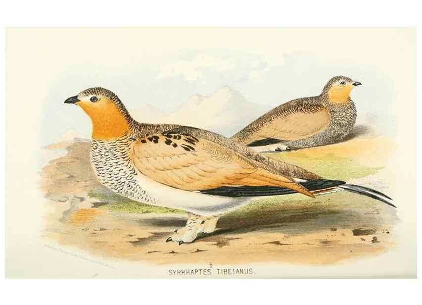 Reproducción/Reproduction 49785191638: Indian sporting birds /. London :Francis Edwards,1915.. 