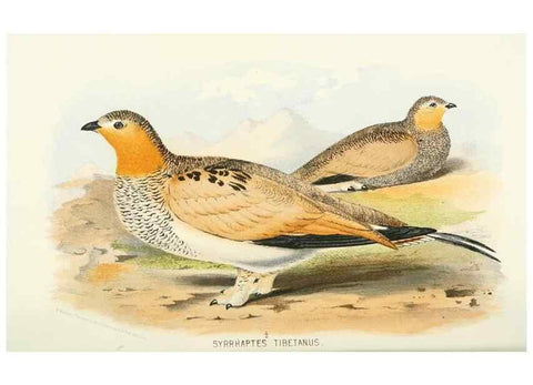 Reproducción/Reproduction 49785191638: Indian sporting birds /. London :Francis Edwards,1915.. 