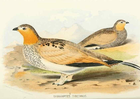 Reproducción/Reproduction 49785191638: Indian sporting birds /. London :Francis Edwards,1915.. 