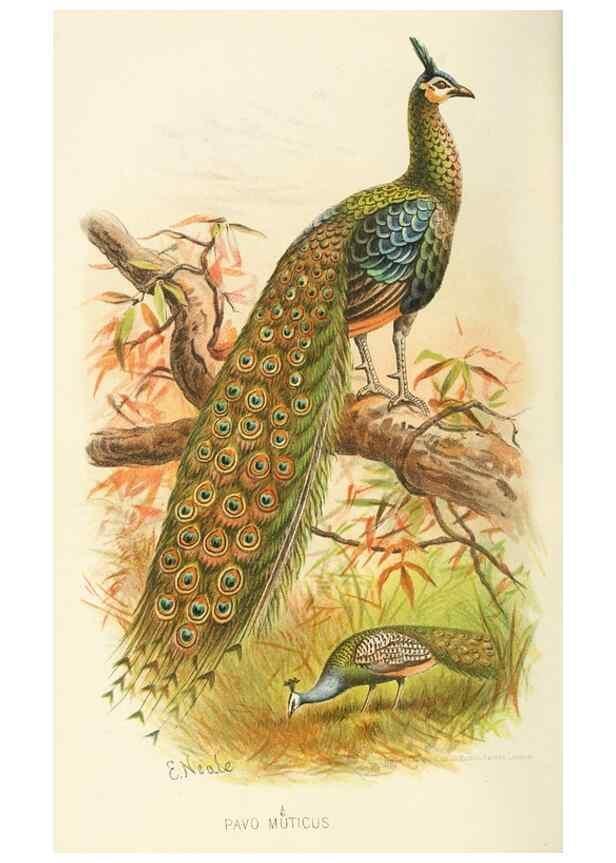 Reproducción/Reproduction 49785727866: Indian sporting birds /. London :Francis Edwards,1915.. 