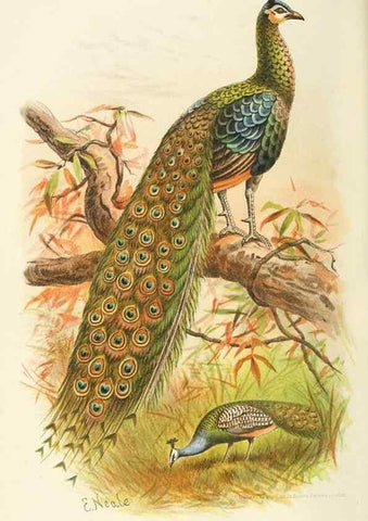 Reproducción/Reproduction 49785727866: Indian sporting birds /. London :Francis Edwards,1915.. 