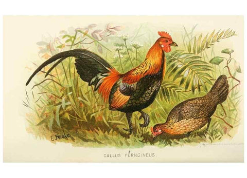 Reproducción/Reproduction 49786050247: Indian sporting birds /. London :Francis Edwards,1915.. 