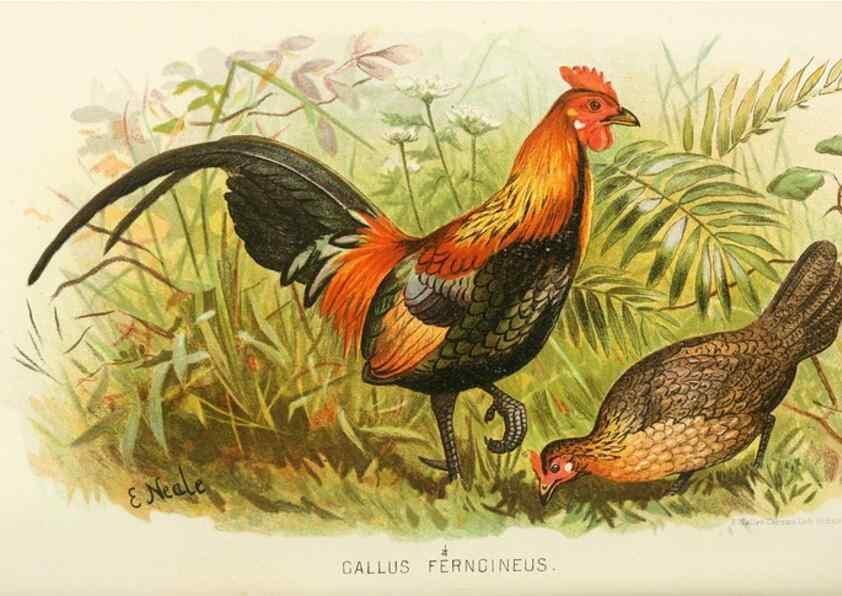 Reproducción/Reproduction 49786050247: Indian sporting birds /. London :Francis Edwards,1915.. 