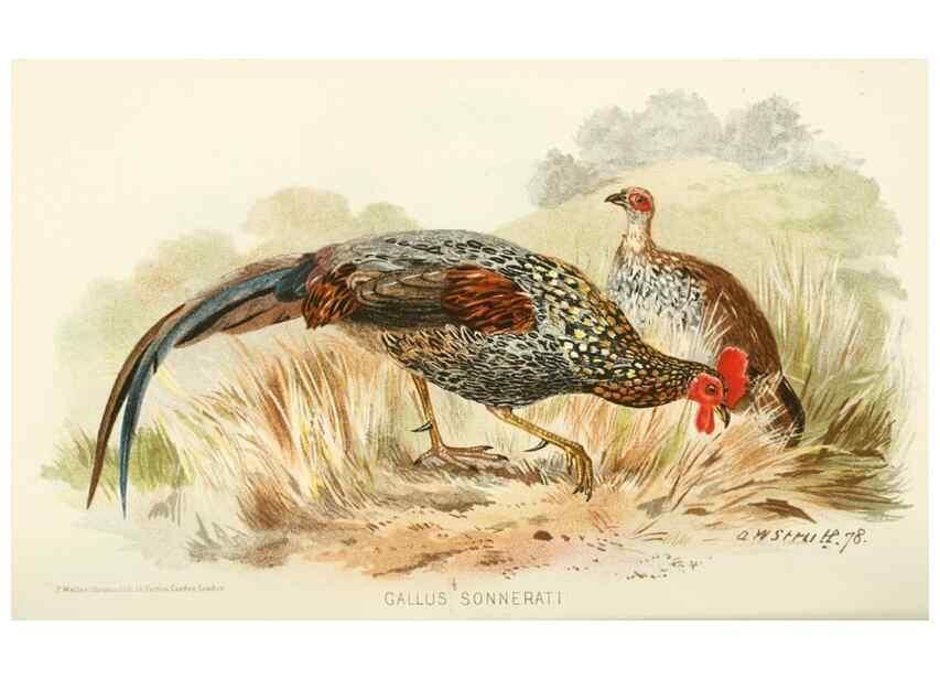Reproducción/Reproduction 49785728986: Indian sporting birds /. London :Francis Edwards,1915.. 