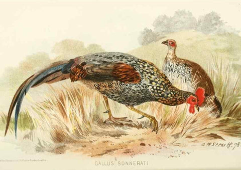 Reproducción/Reproduction 49785728986: Indian sporting birds /. London :Francis Edwards,1915.. 